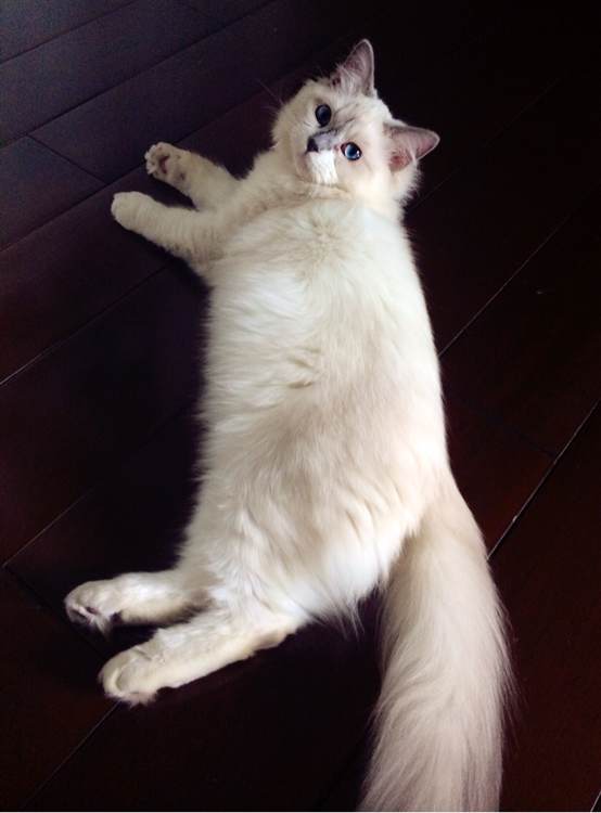 怕猫的人养了一只天使猫