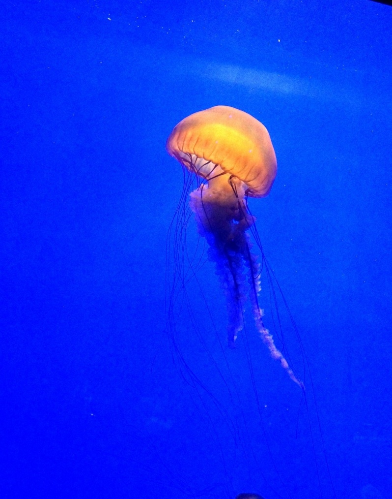水族馆我来了