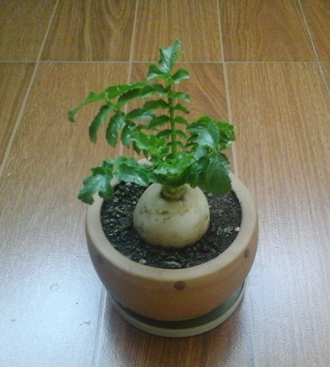 蔬菜花