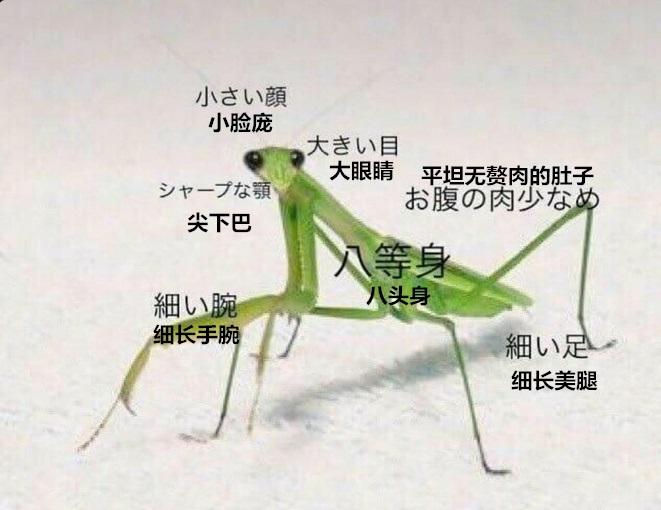 据说这里面全是女性的憧憬......